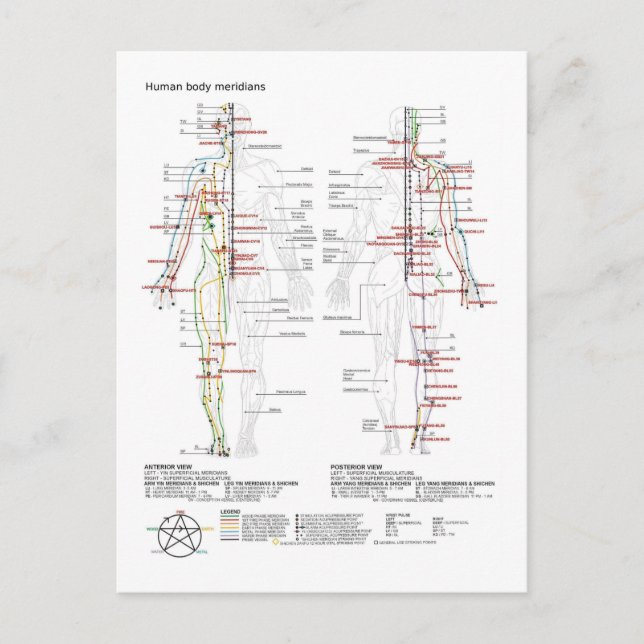 Diagram Schematic Chinese Meridians Human Body  Postcard (Front)