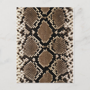 Diamond Back Rattlessnake Skin Postcard