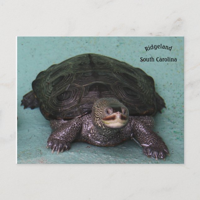 Diamond Back terrapin Postcard (Front)