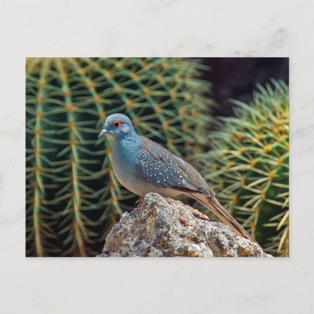 Diamond dove ( Geopelia Cuneata ) Postcard (Front)