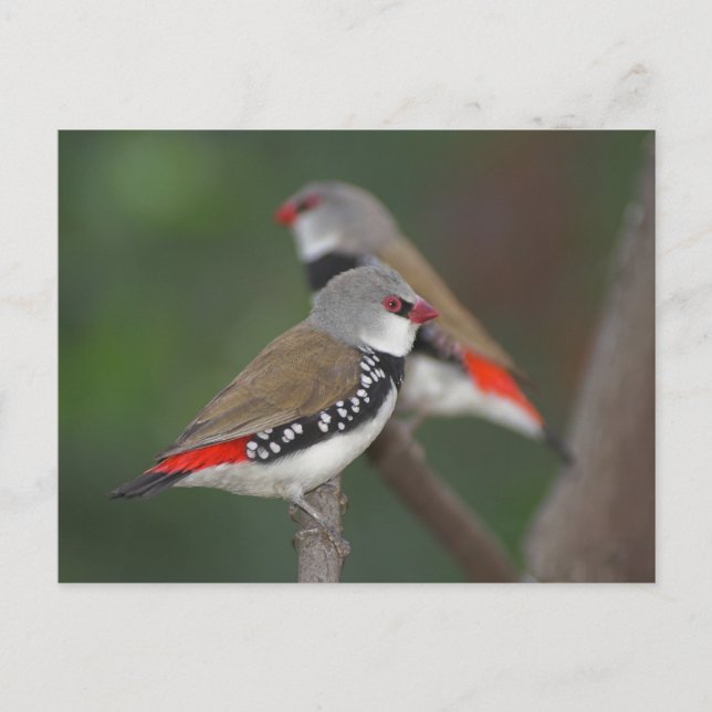 Diamond Finches Postcard (Front)