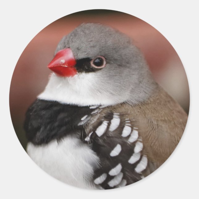 Diamond Firetail Finch Classic Round Sticker (Front)