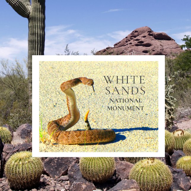 Diamondback Rattlesnake Standing White Sands Postcard (Creator Uploaded)