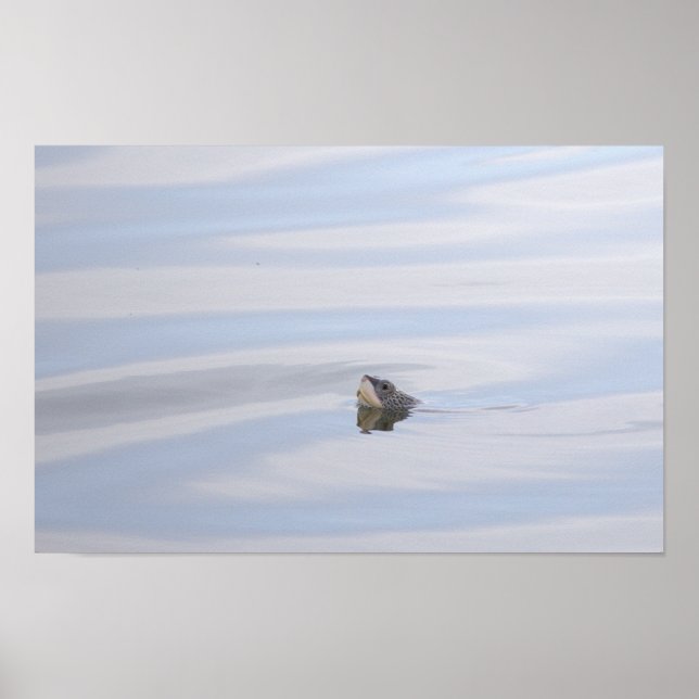 Diamondback Terrapin Turtle Face Poster (Front)
