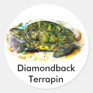 diamondback Terrapin Turtle from JungleWalk.Com Classic Round Sticker