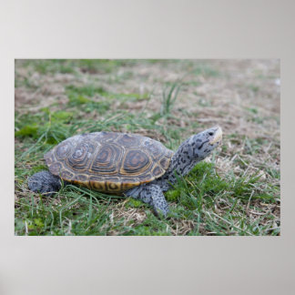 diamondback terrapin turtle poster print