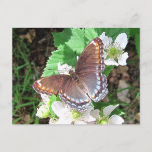 Diana butterfly ~ postcard