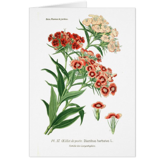 Dianthus barbatus (Sweet William) (Front)