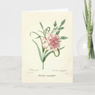 Dianthus caryophyllus card