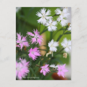 Dianthus longicalycinus［Postcard］ Postcard