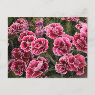 Dianthus Postcard