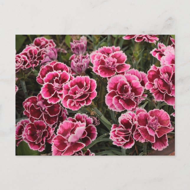 Dianthus Postcard (Front)