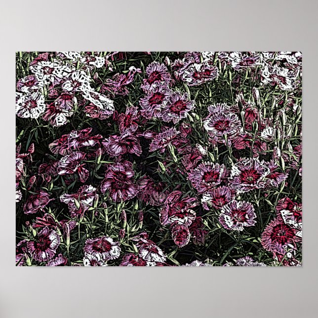 DIANTHUS POSTER (Front)