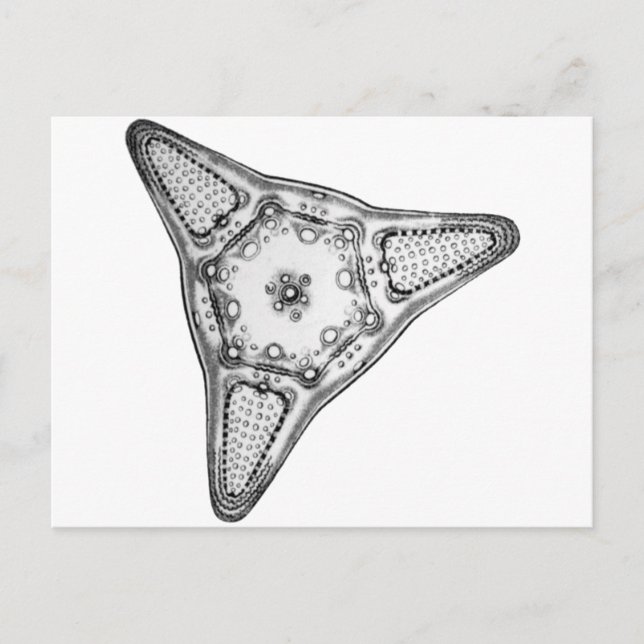 Diatom Postcard (Front)