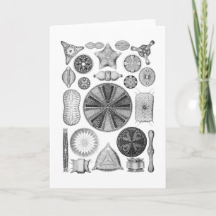 Diatoms Card