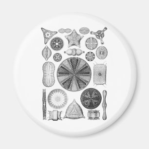 Diatoms Magnet