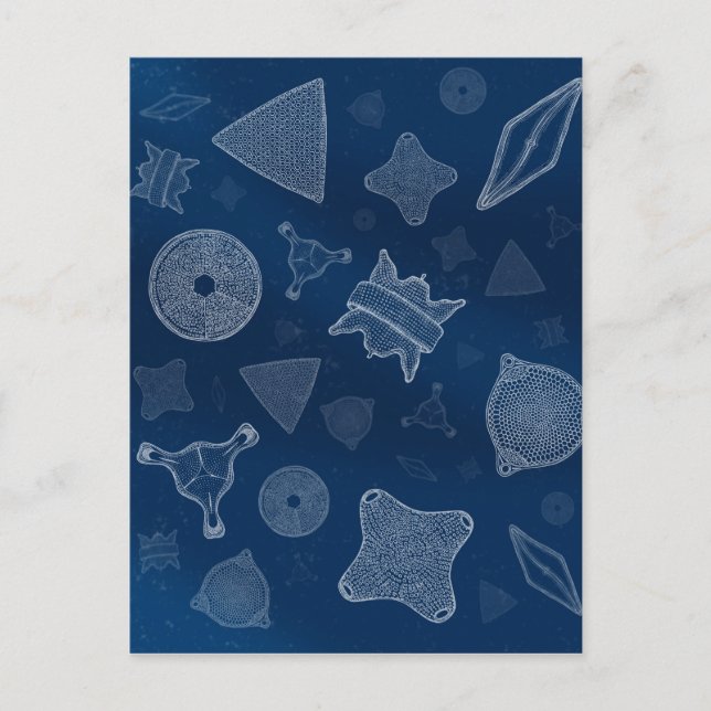 Diatoms - microscopic sea life postcard (Front)