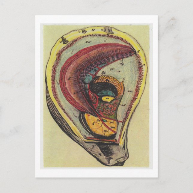 Dibble_Artworks_140_Oysters Postcard (Front)