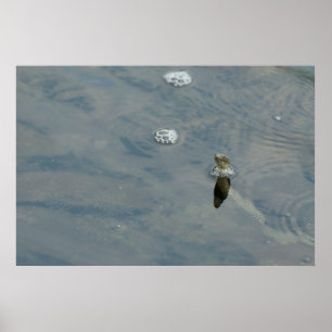 Dice snake put out the head from water poster