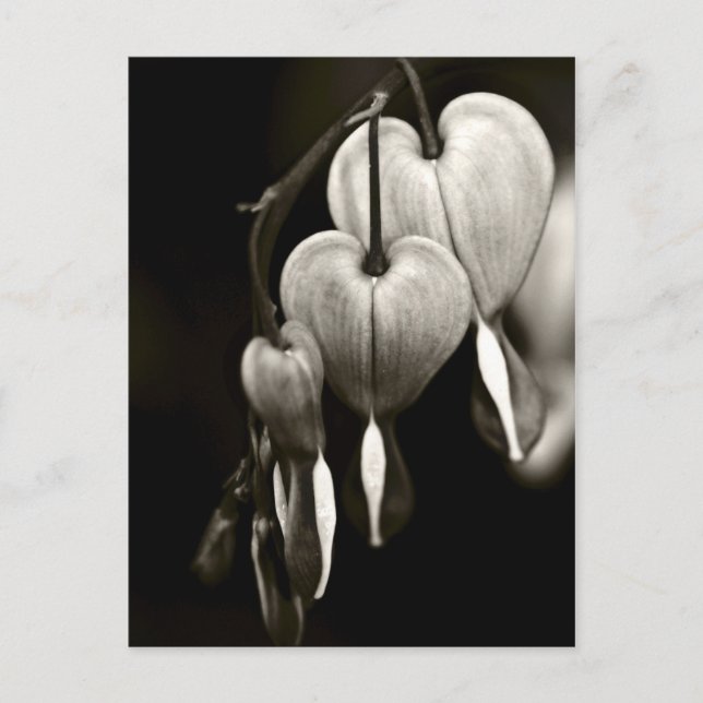 Dicentra - Bleeding Hearts art Postcard (B&W) (Front)