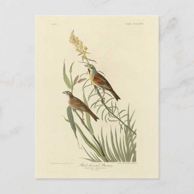 Dickcissel from Audubon's Birds of America Postcard (Front)