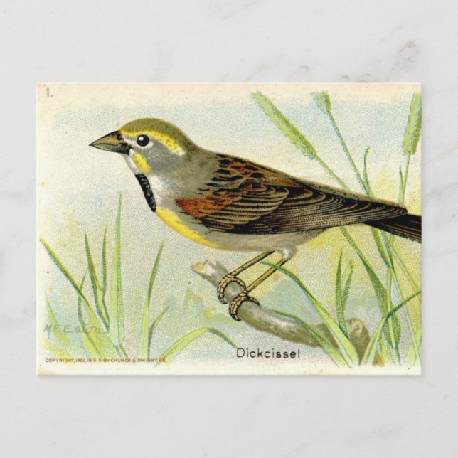 Dickcissel Postcard (Front)