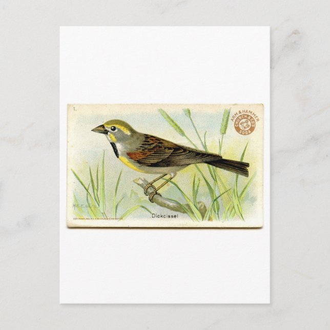 Dickcissel Postcard (Front)