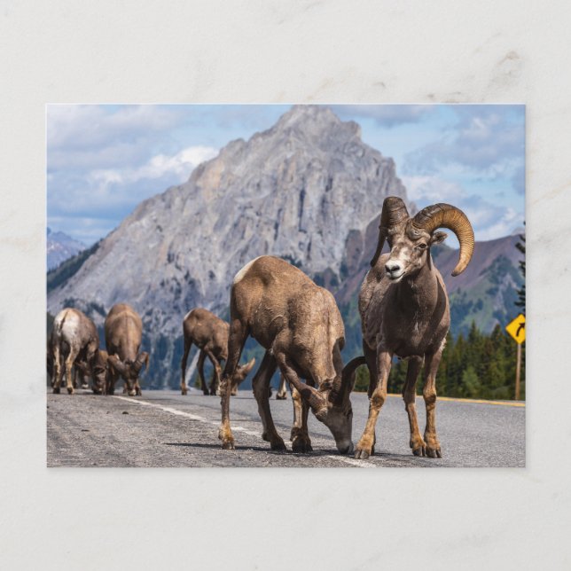 Dickhornsheep in the Rocky Mountains Postcard (Front)