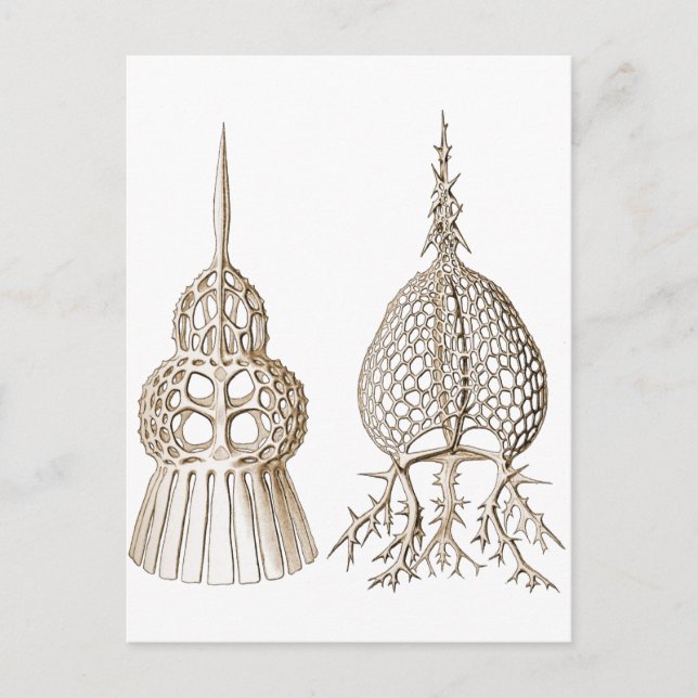Dictyospyris & Sepalospyris Postcard (Front)