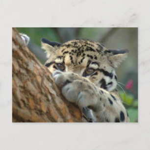 Did I Get It? Postcard