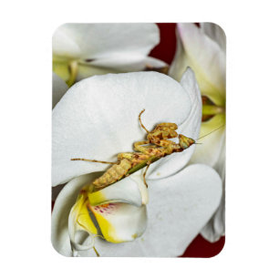 Die Asiatische Blütenmantis Magnet