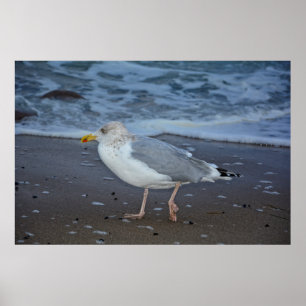 Die Möwe Poster