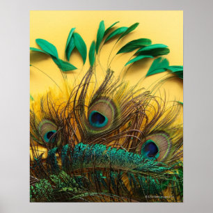 Different Peacock Feathers Poster