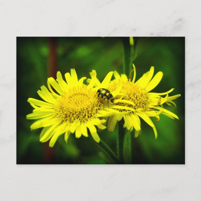 Different Postcard (Front)