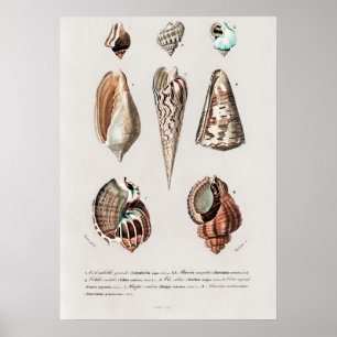 Different types of mollusks poster