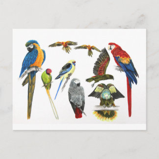 Different types of parrot gift for the parrot love postcard
