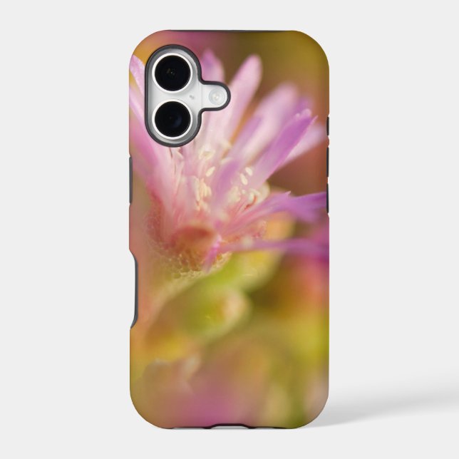 Diffused Image Of A Colourful Succulent Flower (Back)