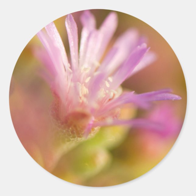 Diffused Image Of A Colourful Succulent Flower Classic Round Sticker (Front)