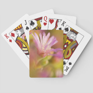 Diffused Image Of A Colourful Succulent Flower Playing Cards