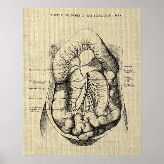 Digestive System Anatomy print 2 Gastroenterology (Front)
