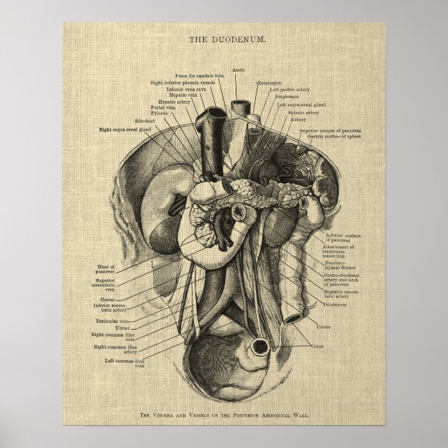 Digestive System Anatomy print 3 Gastroenterology (Front)