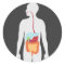 Digestive System