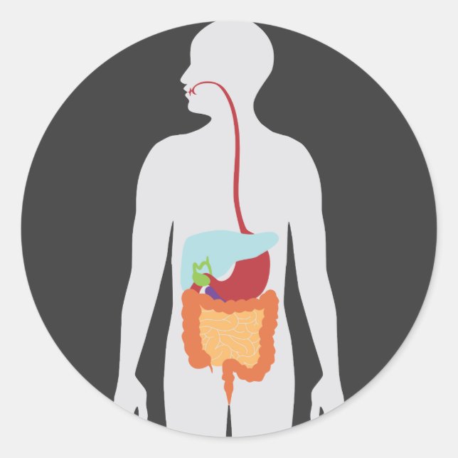 Digestive System Classic Round Sticker (Front)