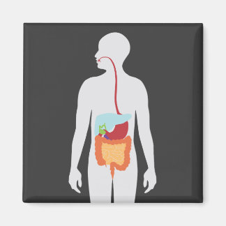 Digestive System Magnet