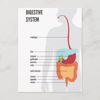 Digestive System Postcard
