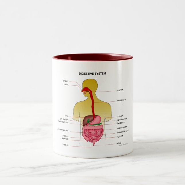 Digestive system... Two-Tone coffee mug (Center)