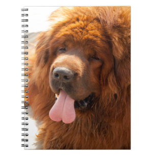 Diggy a Beautiful Red Tibetan Mastiff NoteBook