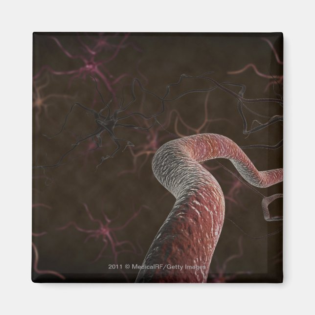 Digital rendering of neurons magnet (Front)