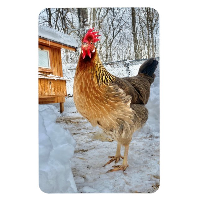Dignified Chicken Magnet (Vertical)