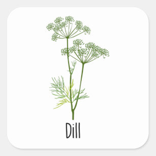 Dill Spices Herb Square Sticker